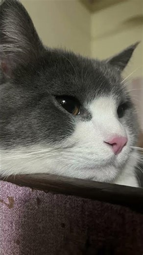 My cute cats 🐱 mufasa and simba #art #minecraft #cats