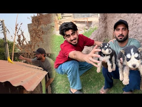 Zain Baby Husky Lenay Agaya 🤔 Eik Aur Parrot Marr Gaya