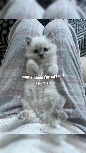 name ideas for cats!! 🍀 part.2 #aesthetic #trending