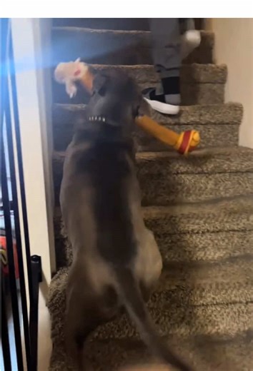 Dog will be unlucky if they get near the stairs #funny #dog #funnydog #funnyvideos #doglover #fyp #usa