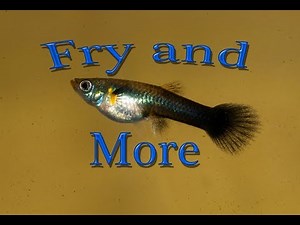 Neon Blue Fry, Supercross Fry, Mini shout out and More