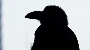 Bird, Crow, Raven. Free Stock Video