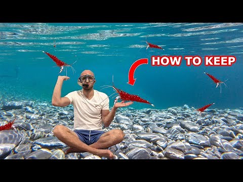 How to keep Sulawesi Cardinal Shrimp - Full Guide for Caridina Dennerli