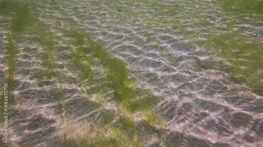 Sun glistens on the sandy bottom of the shallow water and spreads in waves across it, Small patches of green algae Sea Lettuce (Ulva lactuca) grow on the seafloor.
