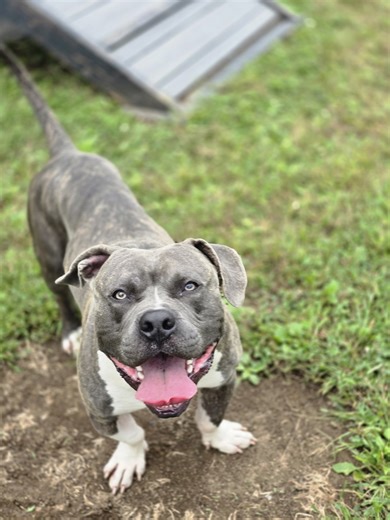Larry cannot contain his excitement - he's wondering, could today be his day? 🤷 This young pittie boy is looking for a dog savvy home with older kiddos that prepared to deal with his extra goofball antics. You see Larry is a silly boy that loves to play, enjoys a good booty scratch and can snore like the best of them BUT Larry isn't just fun and joy... You see, Larry showed up as a stray with a bit of a complicated past. He was scared and shut down when he arrived - he didn't want anyone to tou