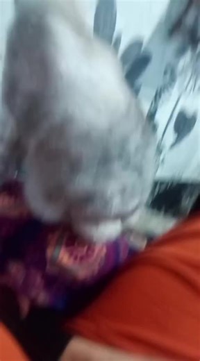 Os vídeos de Maxima (@sheilamaxima) com som original - Maxima