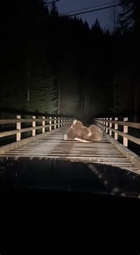 Bear Breaks the Bridge: POV from Car