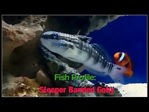 Fish Profile: Sleeper Banded Goby
