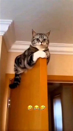 Cat What Song Is This? 😹🎶 #cat #catvideos #funny #youtubeshorts #shorts #comedy