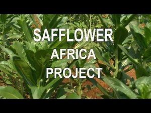 The Safflower Africa Project