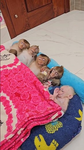 So cute tiny monkey family