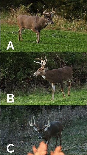 Which one would you shoot?