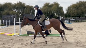 Ruby remembered her jumping lessons like a total pro - straight and relaxed with a super shape over a fence. I can’t see her taking long to find a home, she’s a fancy wee pocket rocket. Note we’ve only ridden her once (she arrived back on Friday), the rest of the photos & videos in her album are from when she was with us last year for education. 15.1hh-ish 4yo Vadamos mare. | EventStars Ltd