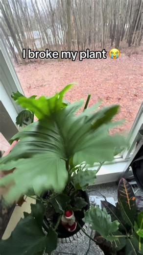 RIP to the biggest leaf. Gone too soon because I love my plants *a little too aggressively*. I’ve worked WAY too hard to grow a green thumb my mom would actually be proud of… only to snap the star player off on accident. No neglect. No drama. Just me being heavy-handed and emotionally attached. Please send thoughts, prayers, and reassurance that I’m still a good plant parent.