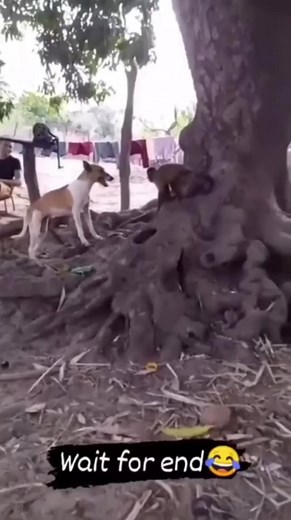 44 reactions | Dig vs monkey #dog #money | Suraj Kumar | Facebook