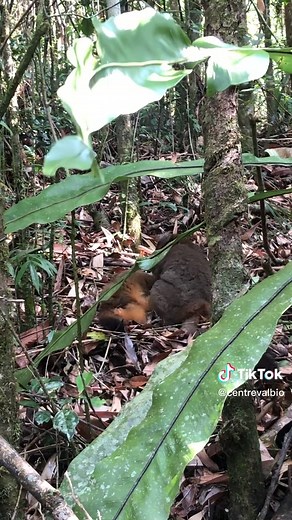 A very rare behavior to be caught on video by researcher Alba Schielen. The Greater bamboo lemur is the last female found inside Ranomafana National Park. We have observed her playing and mutually grooming with the Golden bamboo lemurs on multiple occasions. #madagascar #lemurs #endangeredspecies #wildlife #primates