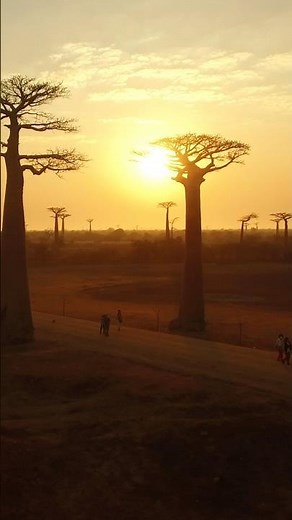 Madagascar Travel Short | 3 Places You Can't Miss 🏝️🐒