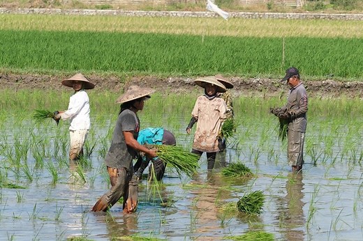 Vietnamese farmers use smartphones to monitor water levels in rice fields