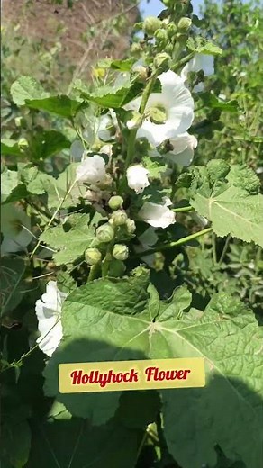 A Natural Hollyhock Flower Blooming in Garden 💐 #flowers #nature #gardeningtips #hollyhock