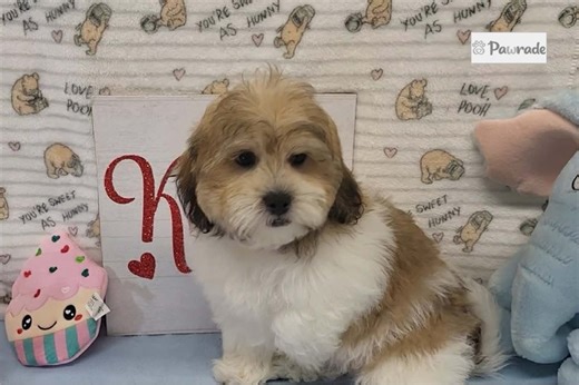 Chance - Shichon Puppy C7C66A