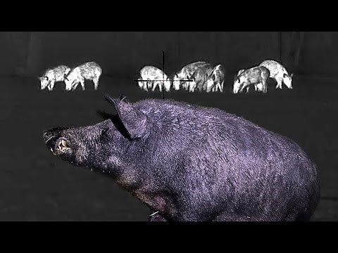 87 Hogs in 4 Minutes