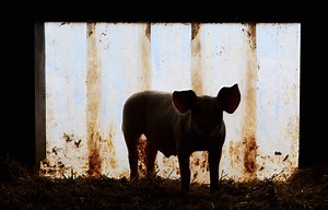 Americans Overwhelmingly Support Human-Animal Chimera Research, Survey Finds