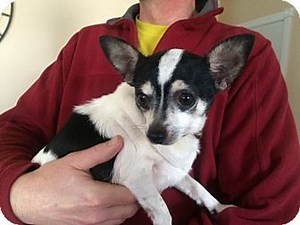 Poppy - Rat Terrier/Chihuahua mix