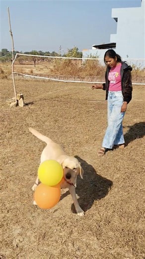 Lakdi ki Kathi 🐕🎈#labrador shorts #cute Oggy dog #labradog playing with balloon