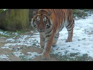 Asiatische Elefanten - Sibirischer Tiger Aljoscha - Leopard Julius - Erlebniszoo Hannover