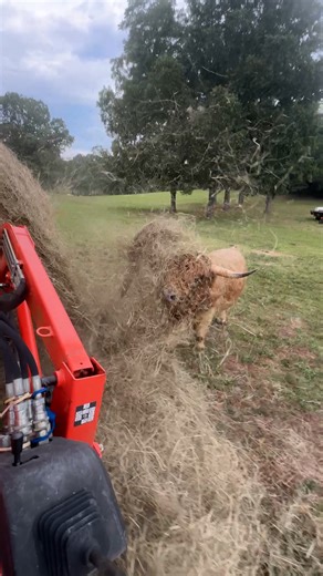 1.1M views · 10K reactions | They're doing their bit on the farm!  | Furry Tails | Facebook
