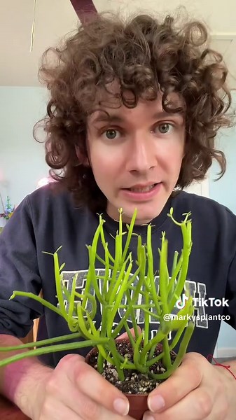 Fire Stick Plant: Care Tips for Your Pencil Cactus