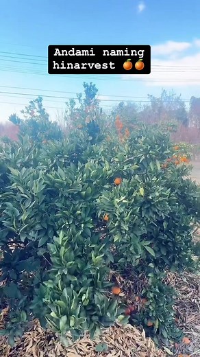 1.6M views · 10K reactions | Agency ko po is MRDC  requirements nasa dulo ng video ♥️ #fbreelsvideo #angiegabor #japanfarmer | Angie Gabor Affiliate | Facebook