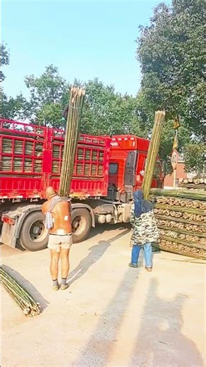 Manual Loading Excellence: Transporting High Volumes of Bamboo