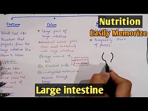 Large intestine Structure And Functions | class 11 Biology