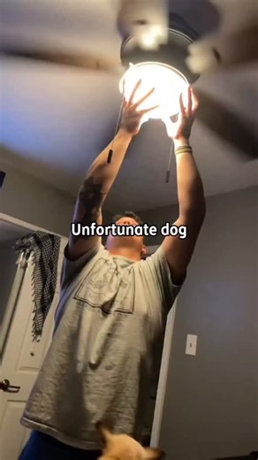 I Post Evertything on Instagram: "If cats are the liquid-bodied overlords, dogs are the world’s most enthusiastic "hype-men." They are the only creatures on Earth that will greet you like a returning war hero just because you went to the mailbox for thirty seconds. ​Dogs operate on a very simple operating system: Food, Scratches, and Ball. Their noses are roughly 10,000 to 100,000 times more sensitive than ours, which means when you walk into the house, they don't just see you—they smell that sl