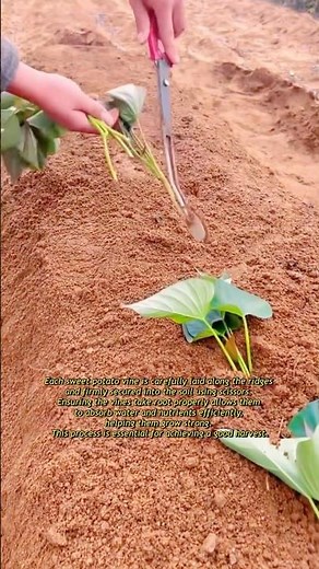 Grow More Sweet Potatoes by Reusing Vines! #farming #agriculture #farmer