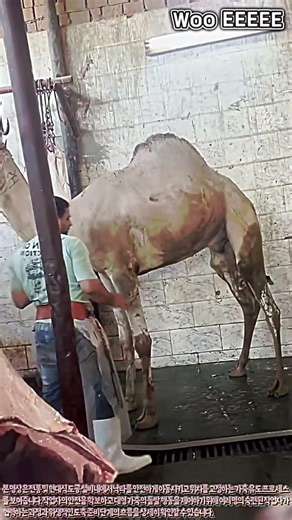 안전과 위생을 최우선으로 하는 현대식 낙타 가공 설비 현장 #worker #process #meat #management #safety