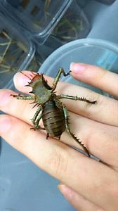 Armored Cricket 🦗 The Cannibalistic Insect! | 1 Minute Animals This insect wears armor and eats its own kind. It’s tough, brutal and perfectly adapted to survive. Nature doesn’t do mercy! #animals #insects #cricket #armoredinsect #weirdcreatures #naturefacts #shortvideo | 1 Minute Animals