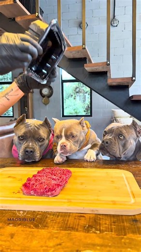 The chef dog is too different for eats a food 😀 #mha