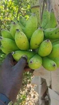 African Fruit Tree Update From The Gambia #foodforest