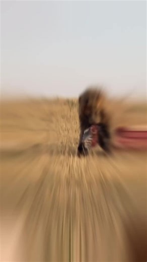 #serengetipark🇹🇿 #worldtravelawards #qamarawild #china #safariinafrica #wildlifephotography