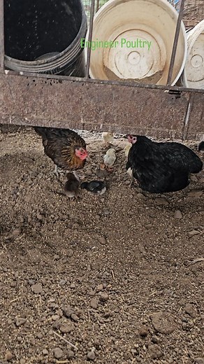 Engineer Poultry on Instagram: "Farm update chi ks hatching #engineer_poultry #chick #poultry #update"