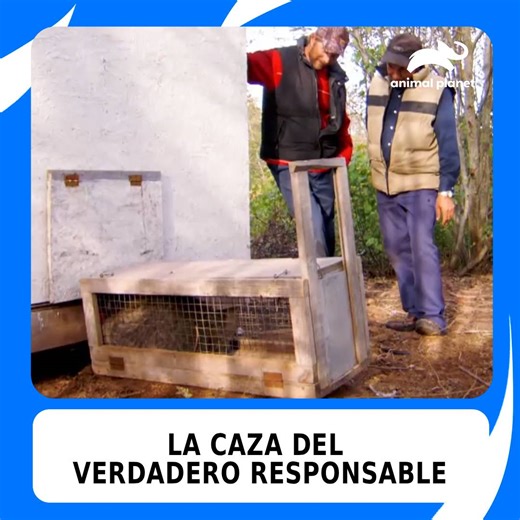 Tras perder más de 20 pollos, los Beaver consiguen atrapar al culpable: un visón, pero no descartan la complicidad de un mapache. La tercera trampa estará ocupada por una criatura inesperada 🦝🪤 #BeaverBrothers Descubre más contenidos como este en #HBOMax Suscríbete ahora https://bit.ly/AnimalPlanetLa-MAX | Animal Planet Latinoamérica