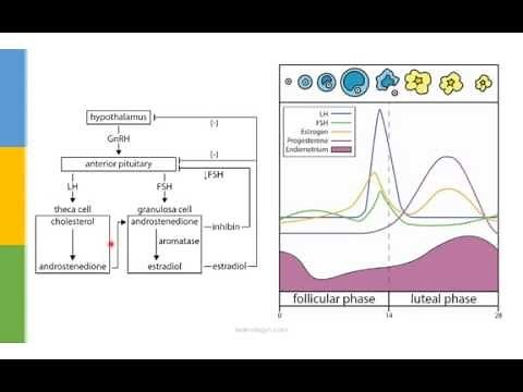 Learn OB/GYN: Puberty and the Menstrual Cycle