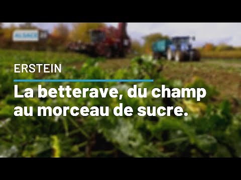 ERSTEIN : La betterave, du champ au morceau de sucre.