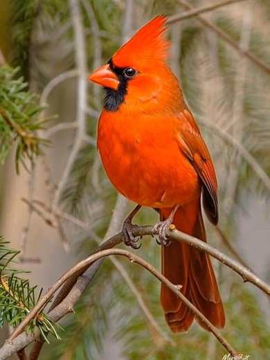When a Cardinal appears, angels are near. #birdlife #fblifestyle #CardinalBeauty #birdlovers #cardinalbird #CardinalLovers | Whispers of the Cardinal