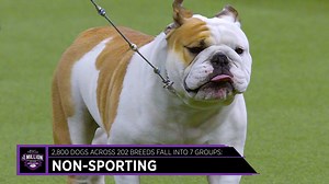 How does the Westminster Kennel Club Dog Show go from 2,800 dogs in 202 breeds to one Best in Show? Here’s everything you need to know about the #WKCDogShow, presented by Pro Plan. The Westminster Kennel Club Dog Show starts Feb. 11 on FOX! | FOX Sports