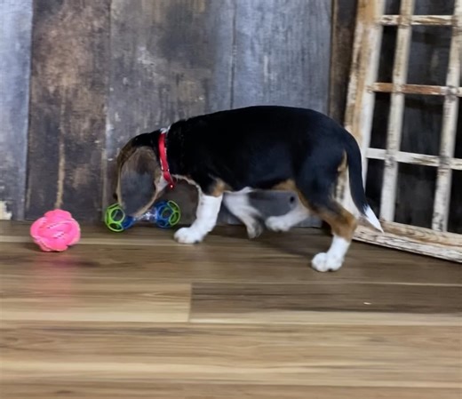 Beagle puppy for sale