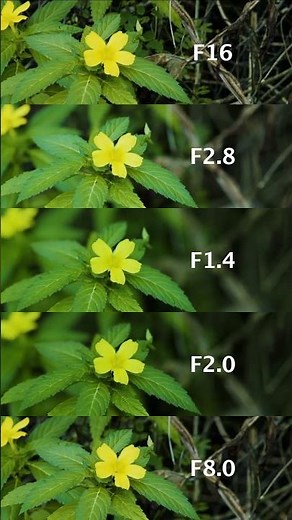 Aperture comparison for photography F16, F2.8, F1.4, F2.0, F8.0