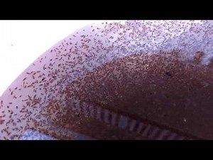 Domáci chov červenej dafnii.